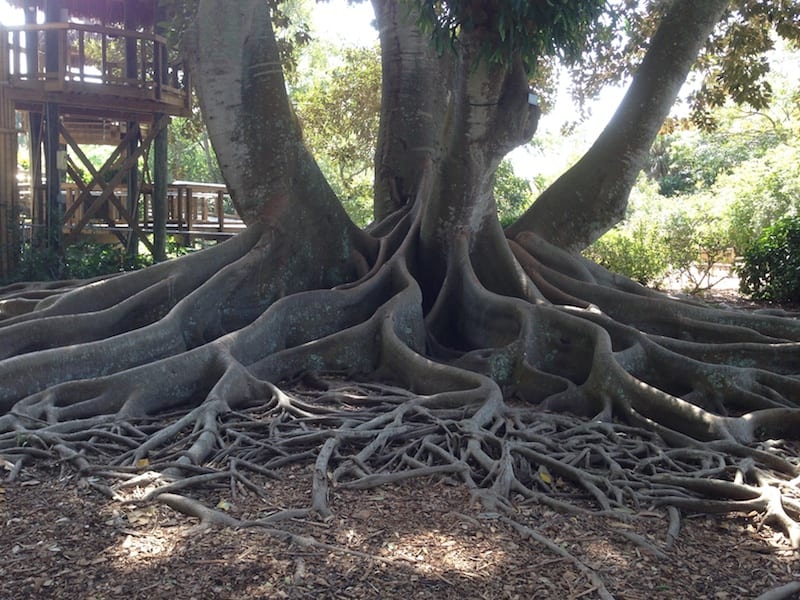 Roots. Marie Selby Botanical Gardens.
