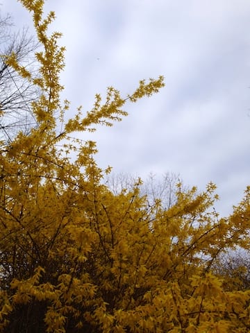 forsythiaapril2015