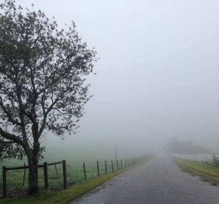 Tree beside a foggy road
