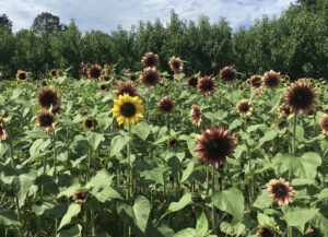 Rogue Sunflower in Field